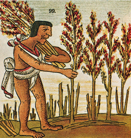 Aztec Food