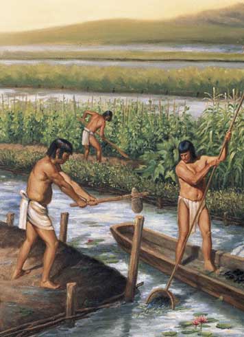 Ancient Mayan civilization agriculture
